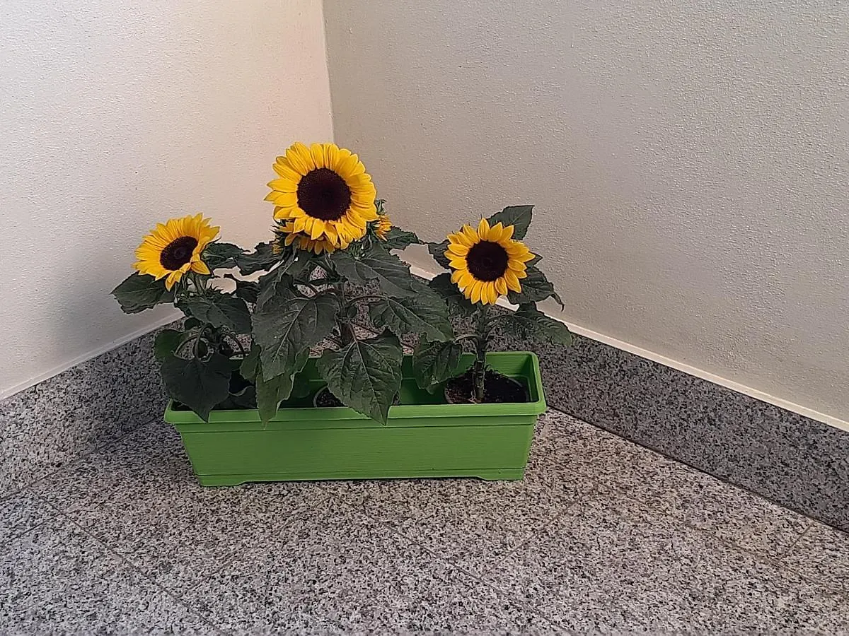 Mansardina Il Girasole Apartamento Sássari Itália